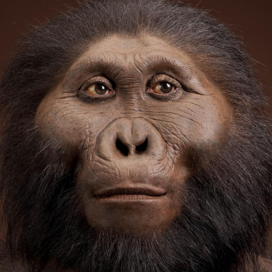 Artistic reconstruction of a Paranthropus boisei, male, by John Gurche.
