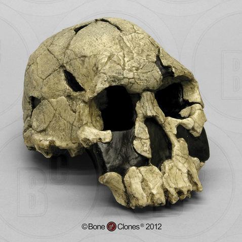 Cast of the Homo habilis cranium KNM-ER-1470. his cranium has a wide, flat face, larger brain size, and larger teeth than other Homo habilis fossils, leading some scientists to give it a separate species name, Homo rudolfensis.