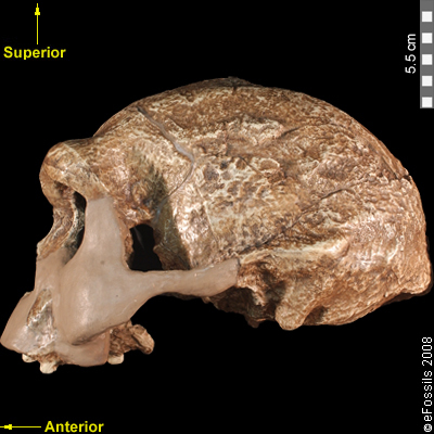 Replica of Homo erectus from Java, Indonesia. 