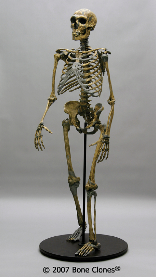 Skeleton of La Ferrassie 1 Neanderthal is representative
