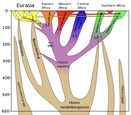 Illustration of phylogeny showing the relationship between modern humans and other hominins over the last 500 kya.