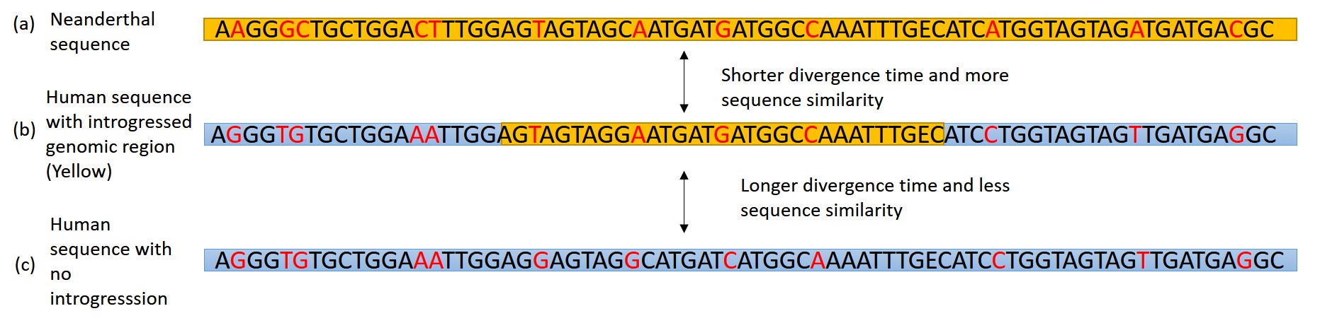 An illustration of a (b) introgressed region (in yellow) in a modern human genome and how it compares to the same segment in a (c) modern human with no introgression and an (a) Neanderthal sequence.