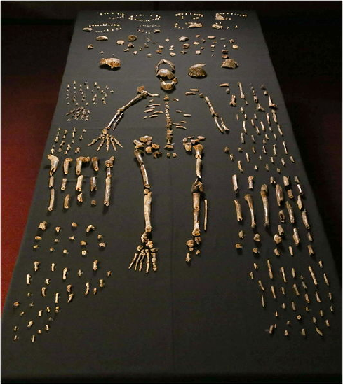  A sample of some of the 1,550 bones found representing Homo Naledi.