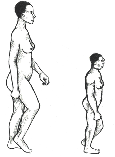 Illustration of a comparison between an anatomically modern human and Homo floresiensis. As an adult, Homo floresiensis was approximately 1 meter tall and would have weighed under 30 kg.