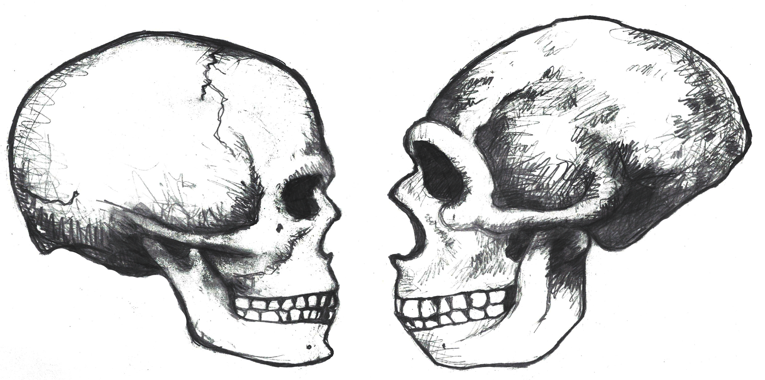 Comparison between modern (left) and archaic (right) Homo sapiens skulls. Note the overall gracility of the modern skull, as well as the globular braincase.