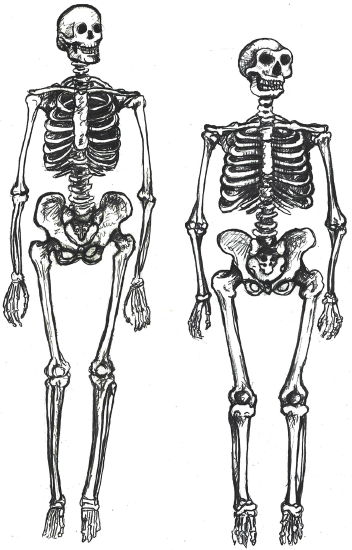 Anterior views of modern (left) and archaic (right) Homo sapiens skeletons. The modern human has an overall gracile appearance at this scale as well.