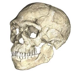 Composite rendering of the Jebel Irhoud hominin based on micro-CT scans of multiple fossils from the site.