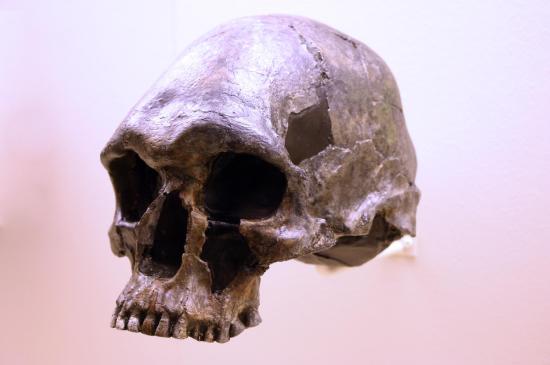  Replica of the Kow Swamp 1 cranium.