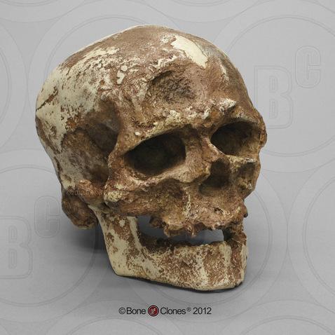 This reconstruction of the Cro-Magnon 1 skull shows the gracility of modern Homo sapiens along with a disease that marked the bone.