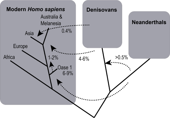 Diagram that shows the amount of DNA introgression between Neanderthals, Denisovans, and various regional lineages of modern Homo sapiens.