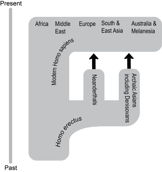 diagram depicts the connections between archaic and modern Homo sapiens of different regions.