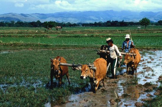 Rice farmers in the present day using draft cattle to prepare their field.