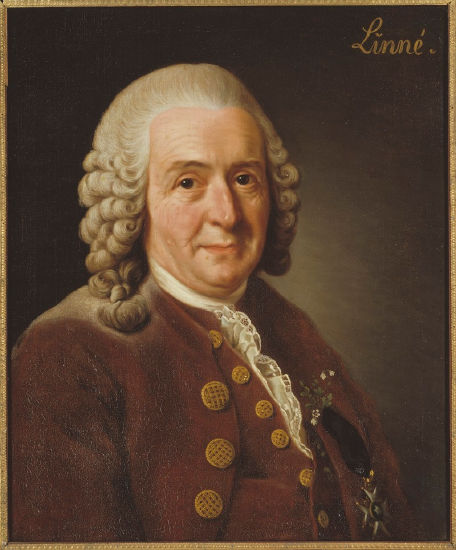 Painting of Carl Linnaeus.