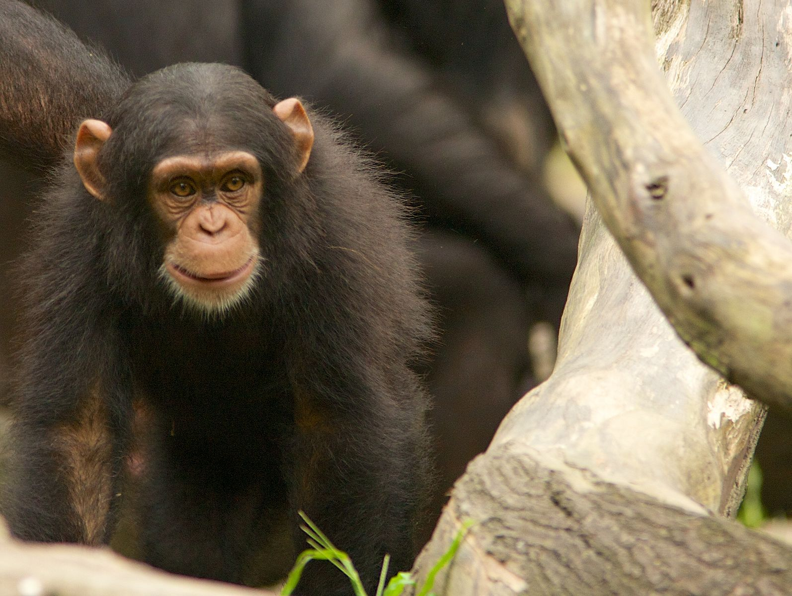 Chimpanzee (Pan troglodytes).