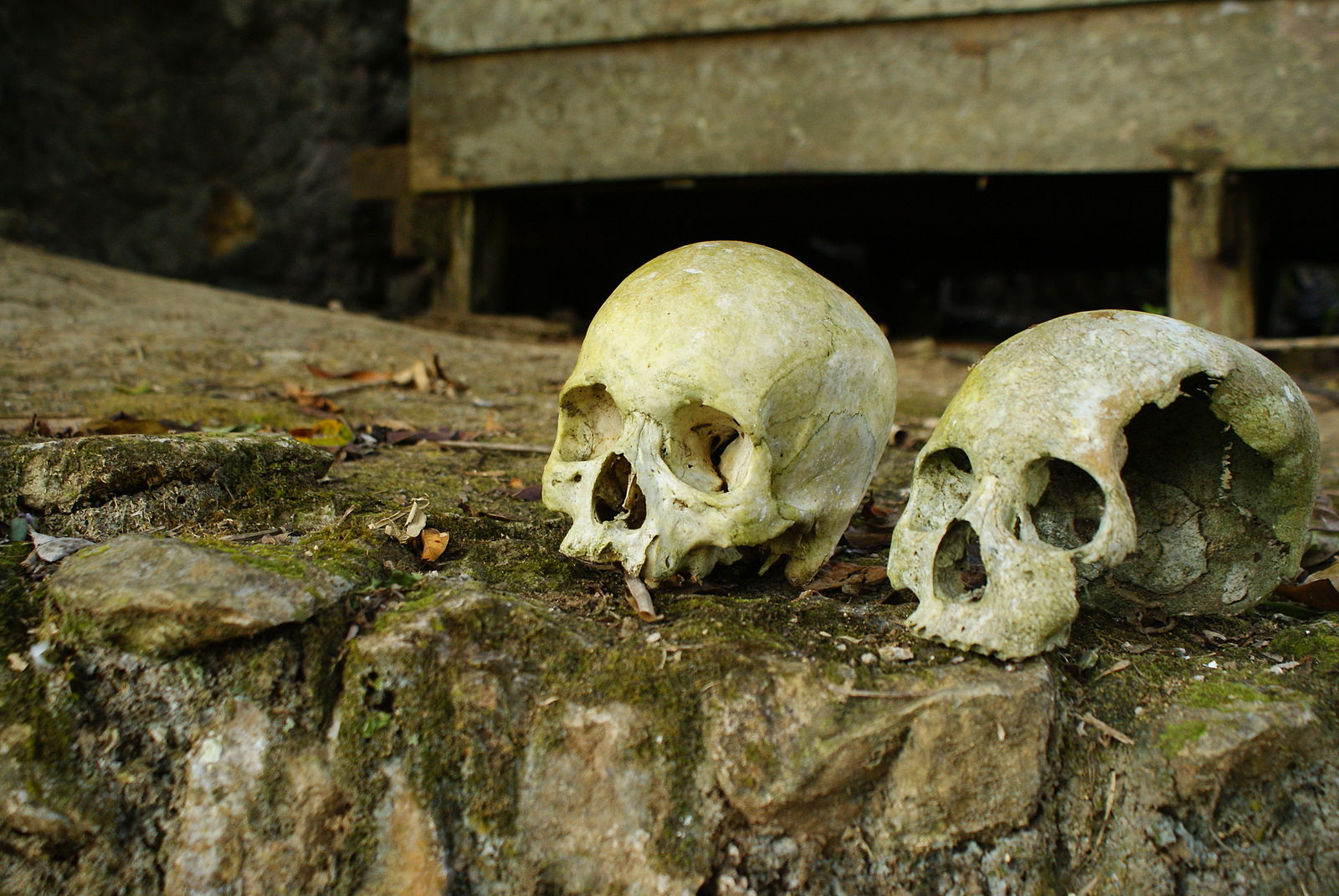 Human skulls in Tana Toraja (Indonesia), common scenery in public graves.