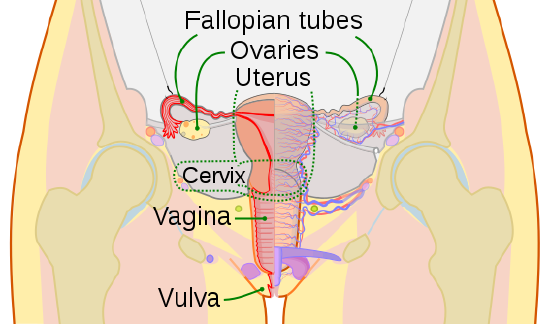 Schematic drawing of female reproductive organs.