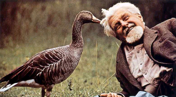 Konrad Lorenz, a famous ethologist, laying on the grass with two geese who seem to have imprinted on him.