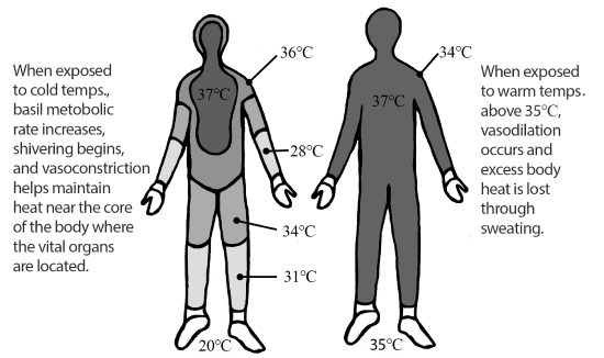 Illustration of the overall body heat maintenance in cold and warm ambient environments.