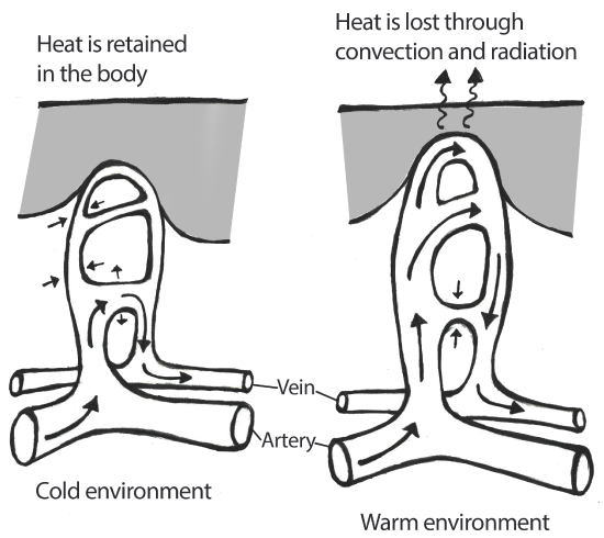 an illustration of the vasoconstriction processes that occur within the peripheral vascular system when an individual is exposed to cold ambient temperatures and the vasodilation that occurs in warmer environments.