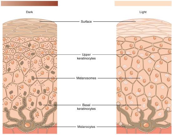  Diagram featuring the relative numbers of melanocytes and melanosomes in light and dark shades of skin tone.
