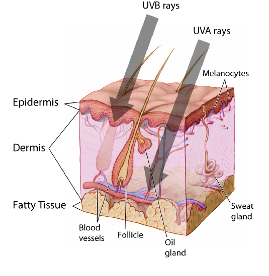 Image of the penetration of skin layers by UVA and UVB rays.