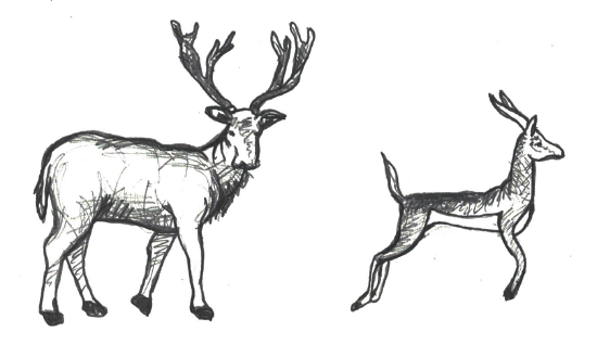 Illustration of Bergmann’s rule. The animal on the left depicts an ungulate from a cooler environment with increased body weight and decreased surface area, compared to the slender ungulate on the right.