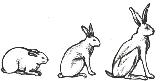 Illustration of Allen’s rule. Note the shorter limbs and ears of the rabbit on the left that you might find in cold temperatures. Note the length of the ears on the rabbit on the right that you might find in a warm climate. Rabbits do not sweat like humans, heat is dissipated primarily through their ears.