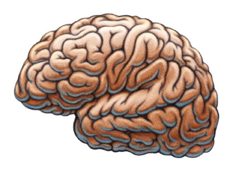 drawing of a human brain