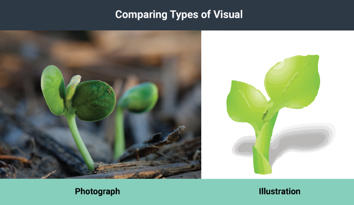 A photograph of a green sprout next to the illustration of the same.