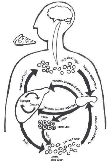Illustration of  glucose metabolism.