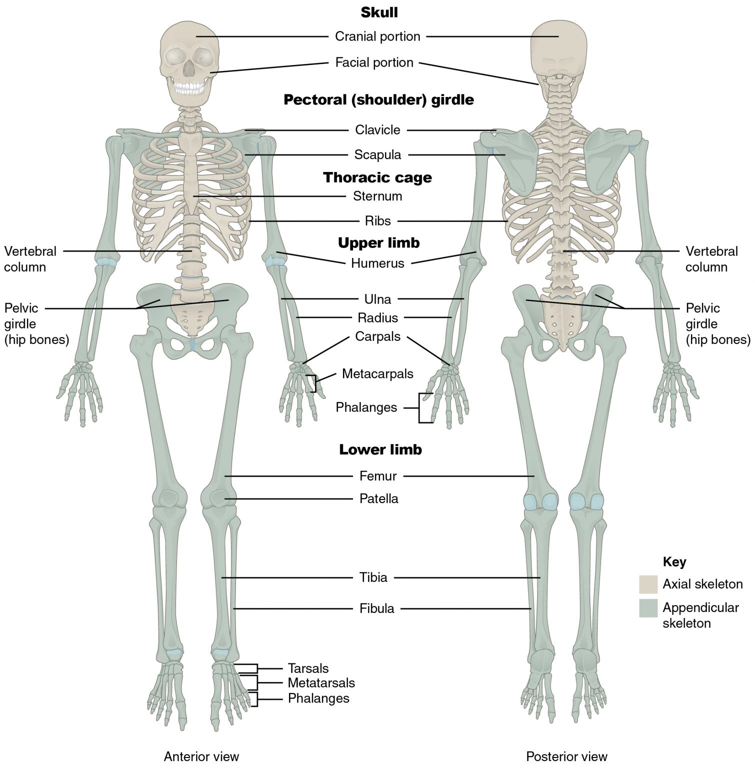 skeletal system femur