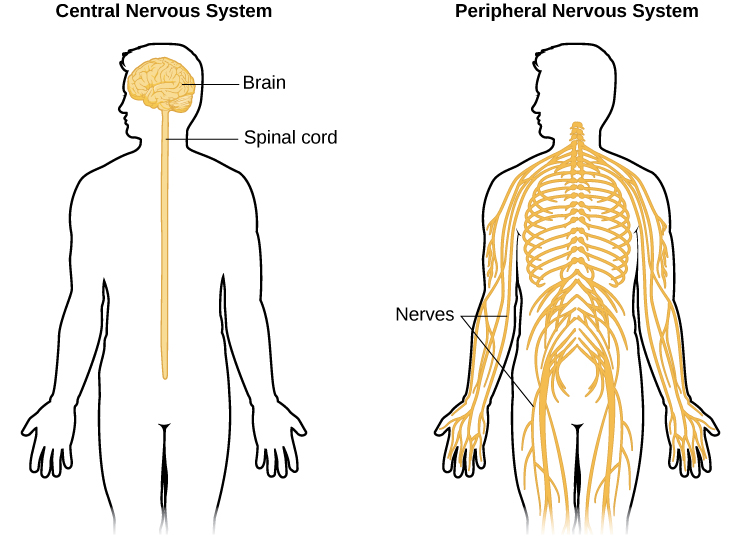 Un esquema ilustrado de un cuerpo humano etiquetado como “sistema nervioso central” muestra la ubicación del “cerebro” y la “médula espinal”. Un esquema ilustrado del cuerpo humano etiquetado como “sistema nervioso periférico” muestra muchos “nervios” dentro del cuerpo.