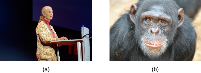 a) Una fotografía muestra a Jane Goodall hablando desde un atril. b) Una fotografía muestra el rostro de un chimpancé.