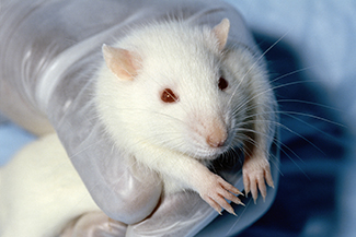 Una fotografía muestra una rata.