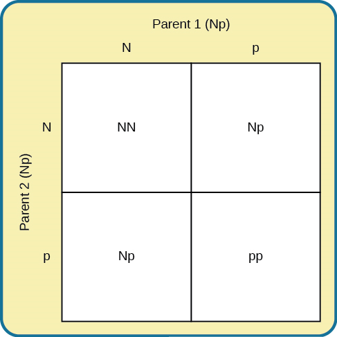 Um quadrado de Punnett mostra as quatro combinações possíveis (NN, Np, Np, pp) resultantes do emparelhamento de dois pais de Np.