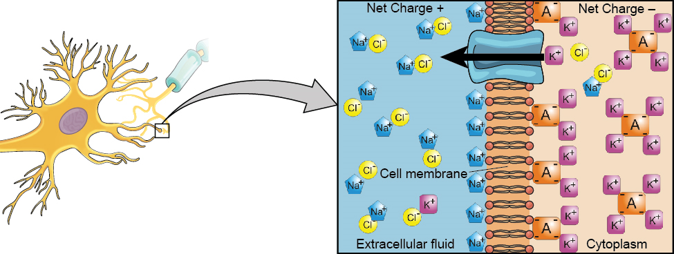 特写插图描绘了细胞膜上电荷的差异，并显示了 Na+ 和 K+ 细胞如何在膜附近更紧密地聚集。
