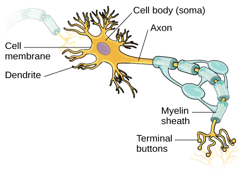 Una ilustración muestra una neurona con partes etiquetadas para la membrana celular, dendrita, cuerpo celular, axón y botones terminales. Una vaina de mielina cubre parte de la neurona.