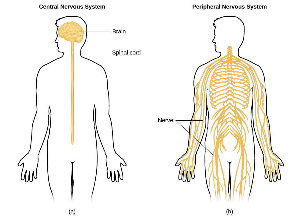 تُظهر الصورة (أ) مخططًا لجسم الإنسان مع توضيح الدماغ والحبل الشوكي. تُظهر الصورة (ب) مخططًا لجسم الإنسان مع شبكة من الأعصاب المصورة.