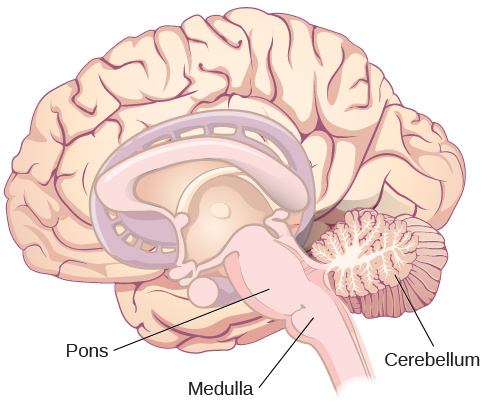 Uma ilustração mostra a localização da ponte, da medula e do cerebelo.