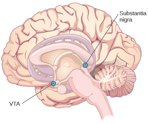 一幅插图显示了黑质和 VTA 在大脑中的位置。