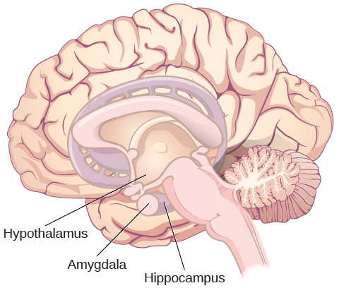 插图显示了参与边缘系统的大脑部分的位置：下丘脑、杏仁核和海马体。