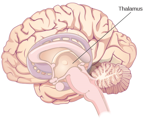 Uma ilustração mostra a localização do tálamo no cérebro.