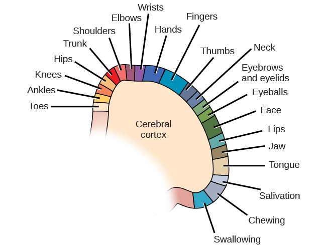 一张图显示了体感皮层中的组织结构，这些部分的功能按近似顺序排列：脚趾、脚踝、膝盖、臀部、躯干、肩膀、肘部、手腕、手指、拇指、脖子、眉毛和眼皮、眼球、脸、嘴唇、下巴、舌头、流涎、唾液、咀嚼和吞咽。