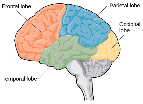 一幅插图显示了大脑的四个叶片。