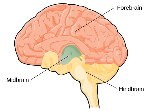 Uma ilustração mostra a posição e o tamanho do prosencéfalo (a maior porção), mesencéfalo (uma pequena porção central) e rombencéfalo (uma porção na parte inferior das costas do cérebro).