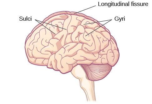يُظهر رسم توضيحي للسطح الخارجي للدماغ الحواف والمنخفضات والشق العميق الذي يمر عبر المركز.