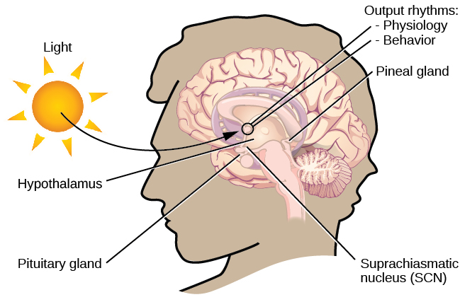 En esta gráfica, el contorno de la cabeza de una persona orientada hacia la izquierda se sitúa a la derecha de una imagen del sol, que se etiqueta como “luz” con una flecha que apunta a una ubicación en el cerebro donde se procesa la entrada de luz. Dentro de la cabeza se muestra una ilustración de un cerebro con las siguientes ubicaciones de partes identificadas: Núcleo Supraquiasmático (SCN), Hipotálamo, Glándula pituitaria, Glándula pineal y Ritmos de salida: Fisiología y Comportamiento.