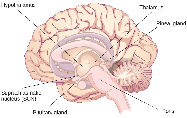 Una ilustración de un cerebro muestra las ubicaciones del hipotálamo, tálamo, pones, núcleo supraquiasmático, glándula pituitaria y glándula pineal.