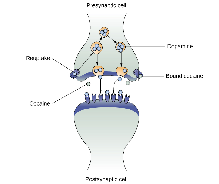 Una ilustración de una célula presináptica y una célula postsináptica muestra las interacciones de estas células con moléculas de cocaína y dopamina. La celda presináptica contiene dos canales en forma cilíndrica, uno en cada lado cerca de donde mira hacia la célula postsináptica. La célula postsináptica contiene varios receptores, uno al lado del otro a través del área que mira hacia la célula presináptica. En el espacio entre las dos células, hay moléculas tanto de cocaína como de dopamina. Una de las moléculas de cocaína se adhiere a uno de los canales de las células presinápticas. Esta molécula de cocaína está etiquetada como “cocaína ligada”. Se muestra una forma de X sobre la parte superior de la cocaína unida y el canal para indicar que la cocaína no ingresa a la célula presináptica. Una molécula de dopamina se muestra dentro del otro canal de la célula presináptica. Las flechas conectan esta molécula de dopamina con varias otras dentro de la célula presináptica. Más flechas se conectan a más moléculas de dopamina, trazando sus caminos desde el canal hacia la célula presináptica, y hacia el espacio entre la célula presináptica y la célula postsináptica. Las flechas se extienden desde dos de las moléculas de dopamina en este espacio intermedio hasta los receptores de la célula postsináptica. Solo las moléculas de dopamina se muestran uniéndose a los receptores de las células postsinápticas.