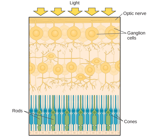 Esta ilustración muestra la luz que llega al nervio óptico, debajo del cual se encuentran las células ganglionares, y luego bastones y conos.